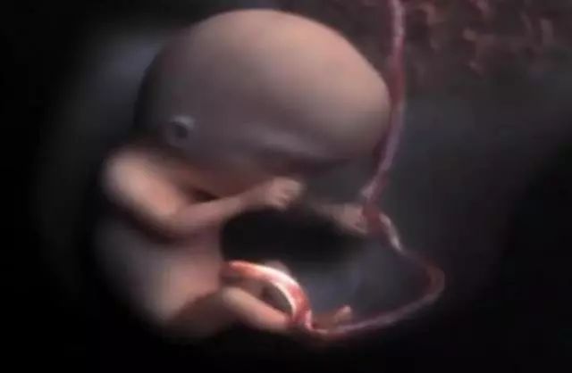 组图播放：从一颗受精卵发育成胎宝全过程，网友：修炼成人不容易