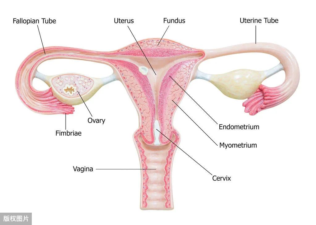 “输卵管性不孕”你知多少？如何怀孕?