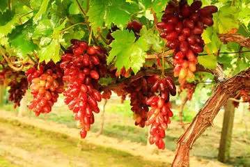 秋天到，吃葡萄！葡萄的功效堪比冬虫夏草。