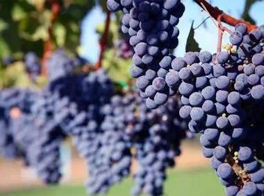 秋天到，吃葡萄！葡萄的功效堪比冬虫夏草。