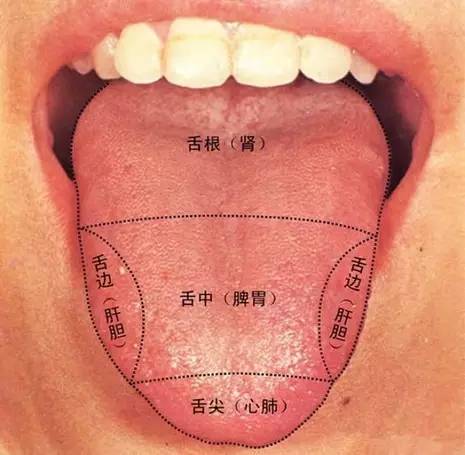 看看你的舌头，看看哪里不舒服！
