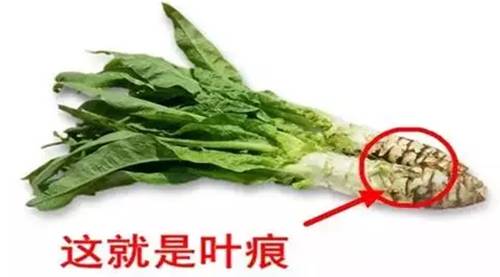 很多人老吃这种菜，都不知道它是“千金菜”！