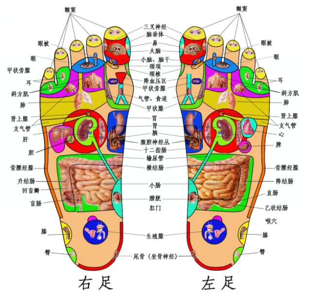 “上病取下，百病治足”