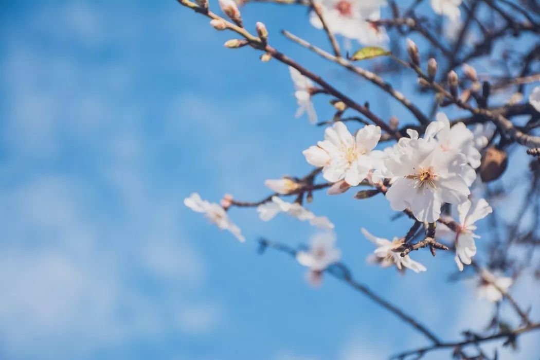 诗词丨春已来，花已开，万物可期