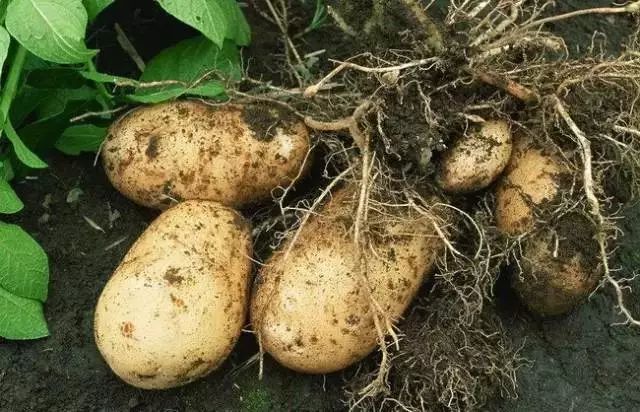 土豆是老百姓餐桌上必不可少的一种蔬菜