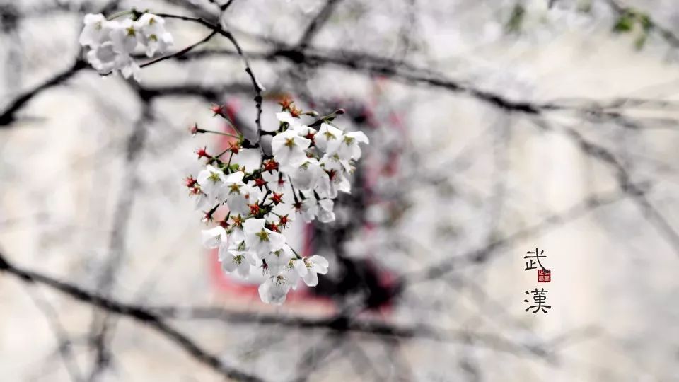 武汉的樱花开了，真的很美！