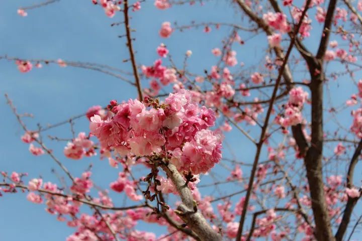 武汉的樱花开了，真的很美！