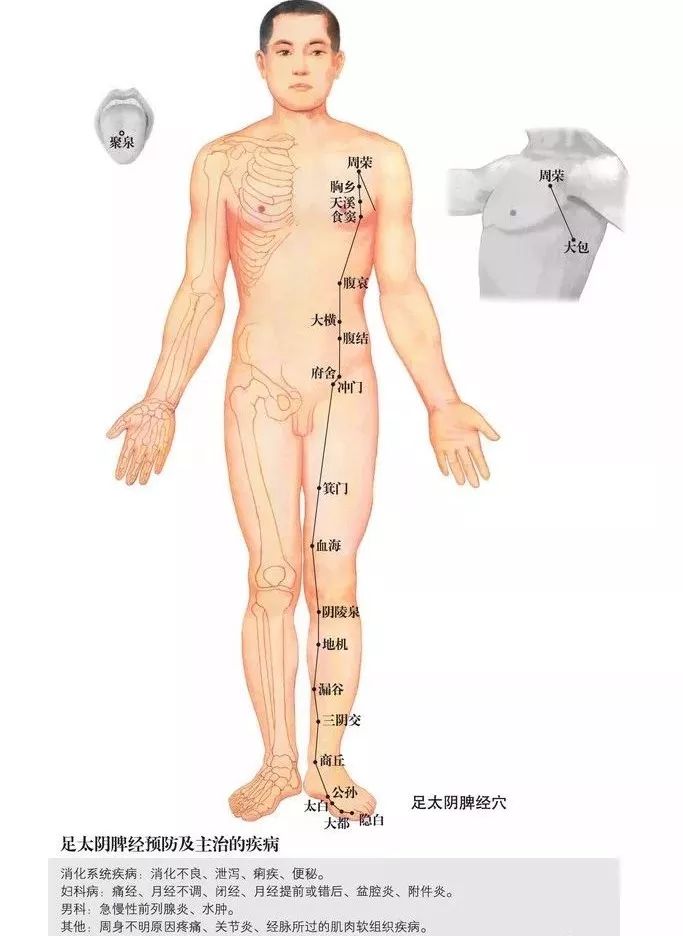 脾经上重要穴位及功能