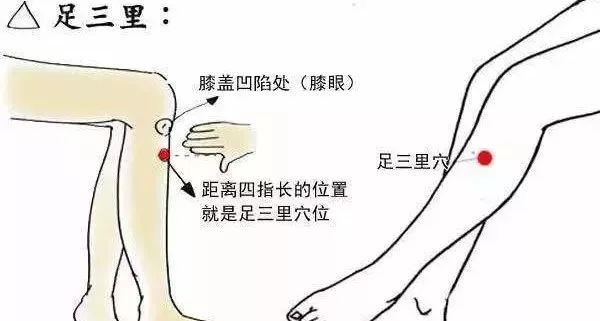 足三里穴： 燥化脾湿，生发胃气