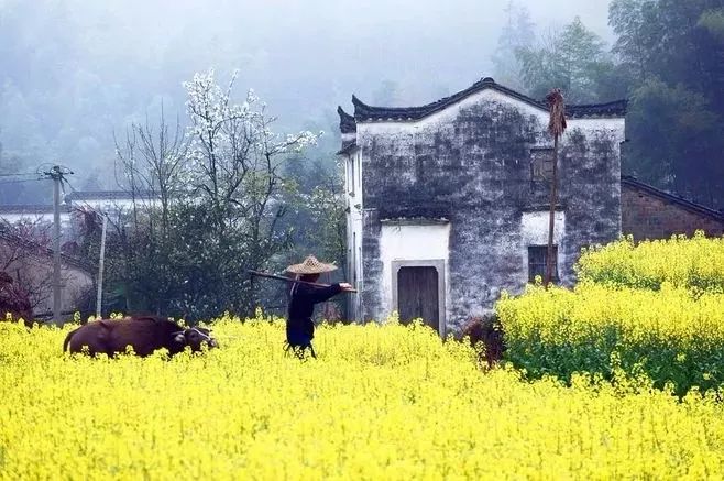 今日春分至，正是一年最美时！