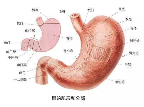 如果你身边有人胃不好，请存起来吧！