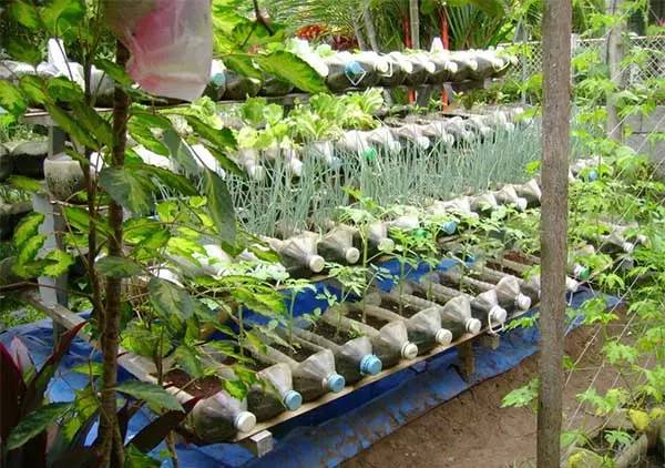 用塑料瓶种菜，自给自足！