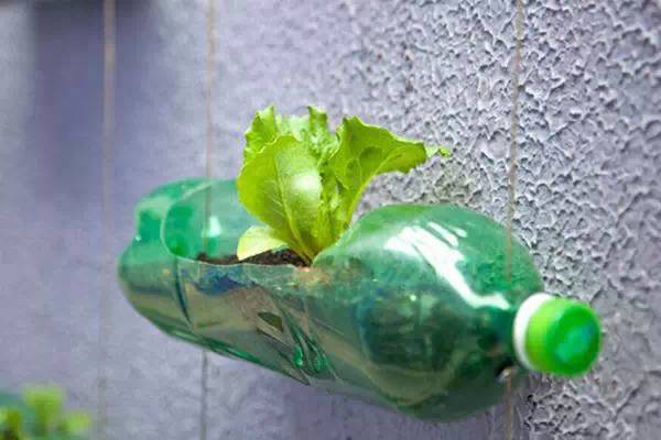 用塑料瓶种菜，自给自足！