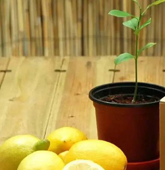 六步骤，就能在家成功种出一颗柠檬树！