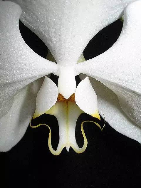 兰花，世界上最诡异的植物！