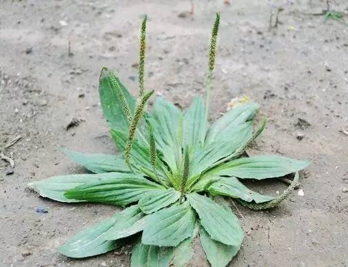 田间地头小杂草是个“宝”