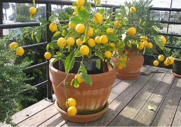 六步骤，就能在家成功种出一颗柠檬树！