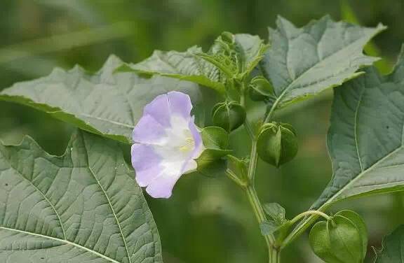 田间地头小杂草是个“宝”