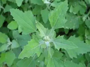 各种野菜对健康的好处！