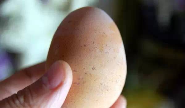 一个鸡蛋能变身七个煎蛋，太不可思议了！