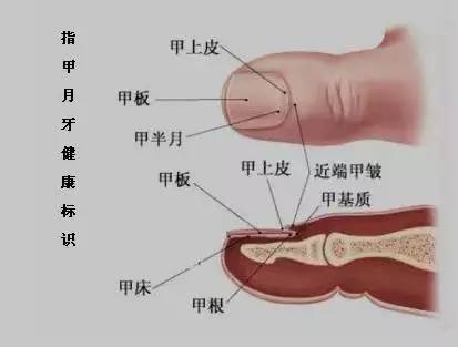 指甲的半月痕跟身体的关联