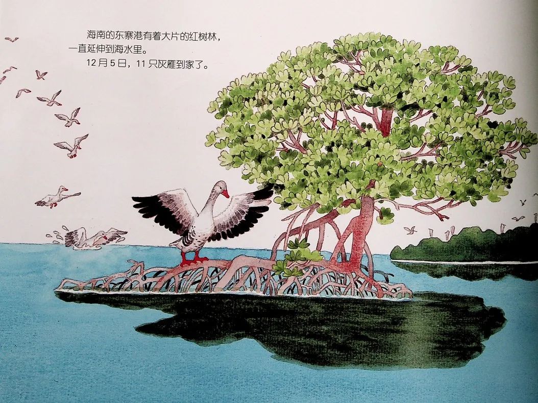 国庆节 |绘本故事《11只灰雁往南飞》，跟11只灰雁领略我国大好河山！