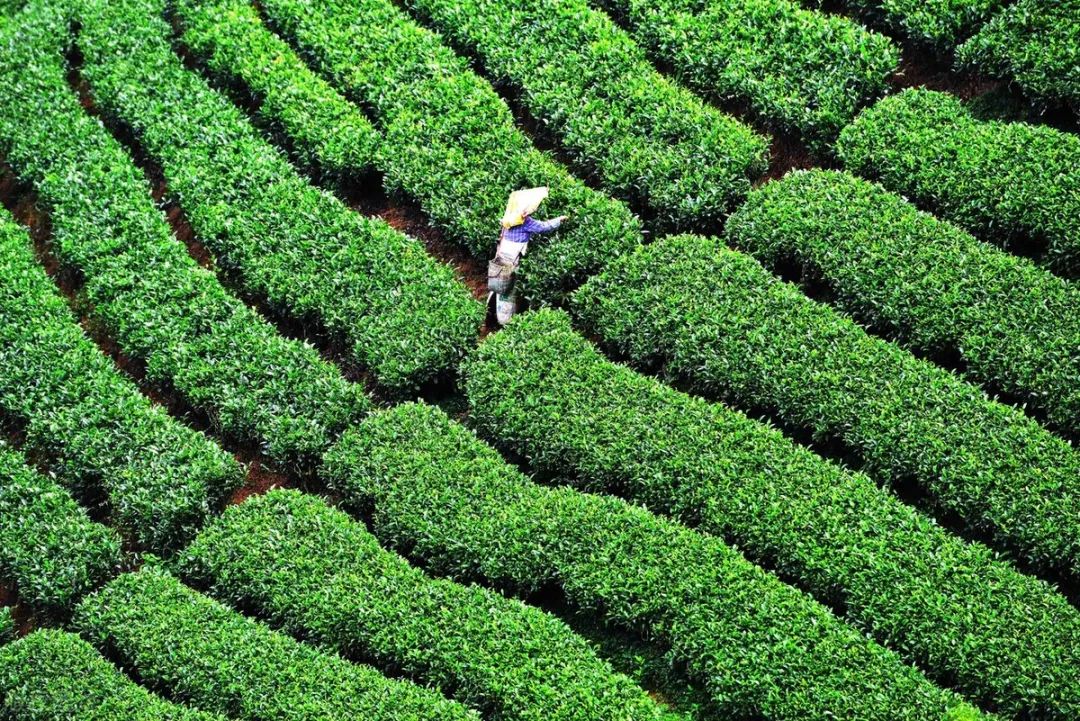 印度曾把茶叶做到世界第一，把中国茶叶逼入绝境，其中发生了什么