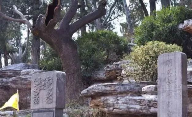 吊死崇祯皇帝的“歪脖子树”，300年过去了，现在变得怎么样了？