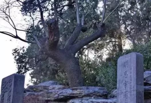 吊死崇祯皇帝的“歪脖子树”，300年过去了，现在变得怎么样了？