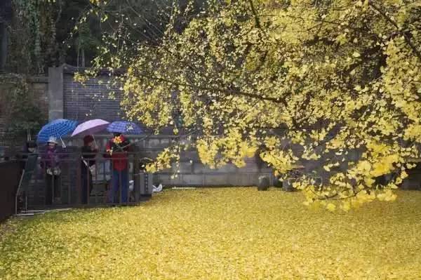 唐太宗李世民栽了一棵银杏树，美了1400年，每天数万人排队观赏