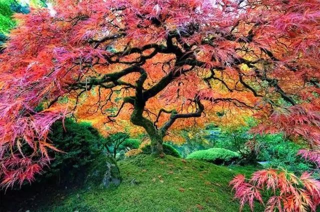 世界上最美的10棵树，中国只有一棵
