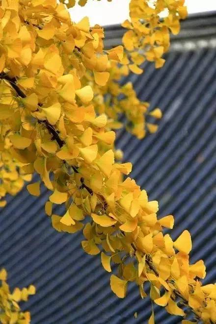 唐太宗李世民栽了一棵银杏树，美了1400年，每天数万人排队观赏