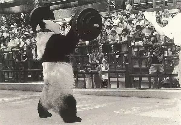 30年前轰动美国西海岸的熊猫辞世，但现在我们有更多“友谊天使”