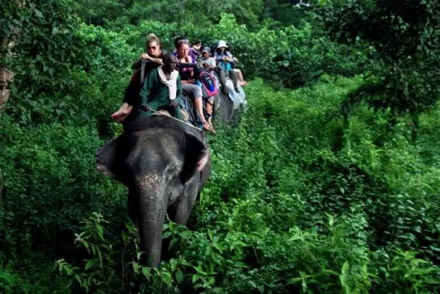 趁着还没被禁播，去泰国还骑大象？背后的黑暗你知道吗？