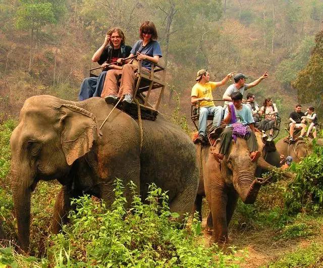 趁着还没被禁播，去泰国还骑大象？背后的黑暗你知道吗？