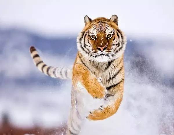 珍贵视频和图片告诉你，老虎的战斗力究竟有多强！