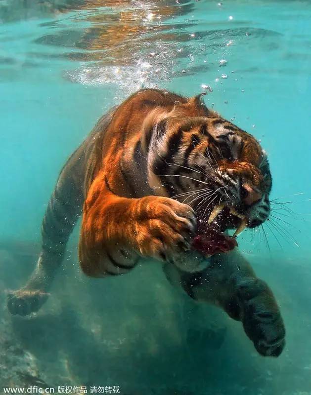 珍贵视频和图片告诉你，老虎的战斗力究竟有多强！
