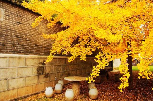 李世民亲手栽种的银杏树，美了1400年！