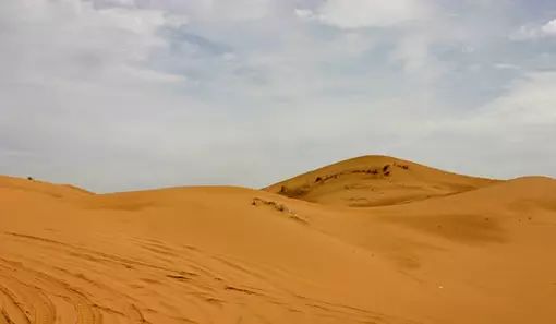 一群日本人每年都出现在中国塞北沙漠里，他们到底在干什么