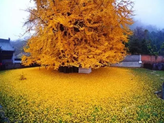 李世民亲手栽种的银杏树，美了1400年！