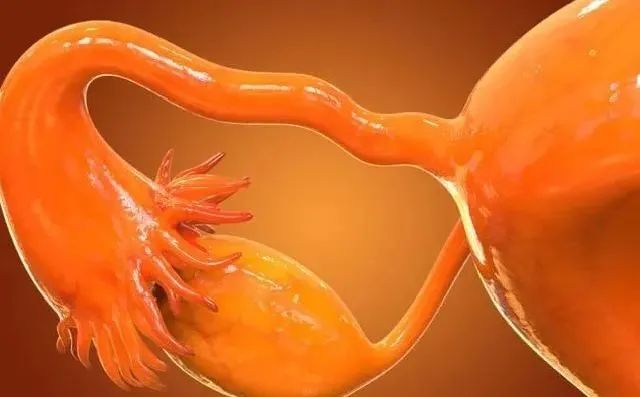 卵巢养好， 女人不老！卵巢到底该怎么养？你注意了吗？