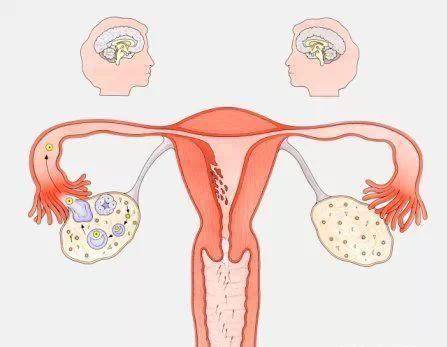 你读懂了这些卵巢早衰发出的信号了吗？