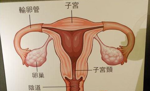 女人的卵巢到底有什么用？教你如何提高卵巢功能！