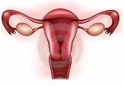 卵巢是女人的“年龄开关”！