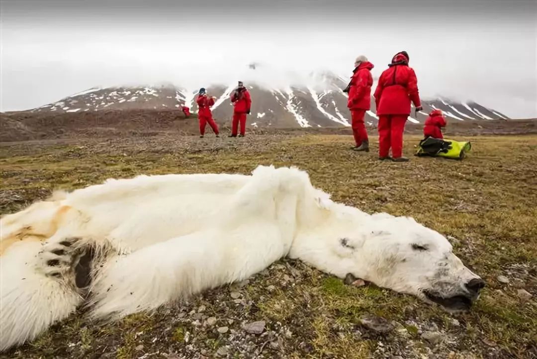 BBC摄影师在南极哭了：上千只海豹死亡，北极熊妈妈抱着孩子不知道飘向何处