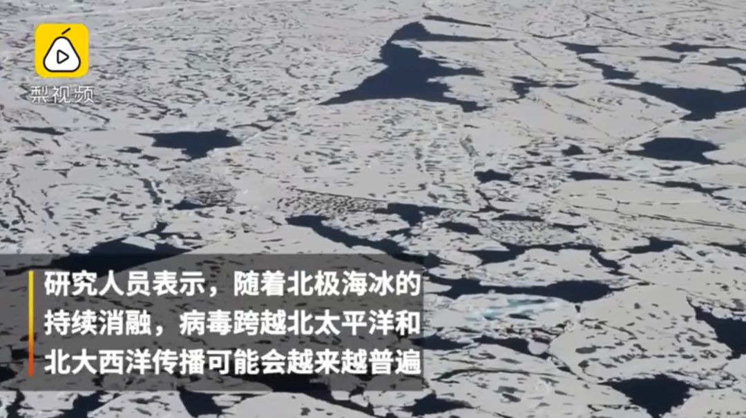 BBC摄影师在南极哭了：上千只海豹死亡，北极熊妈妈抱着孩子不知道飘向何处