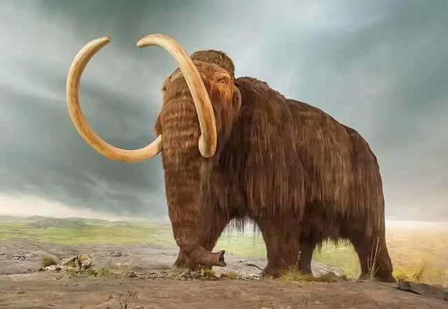 灭绝了一万多年的猛犸象能被复活吗？万事俱备，只差这一步！