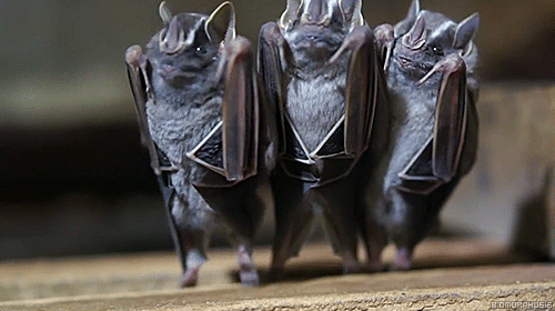 12 个蝙蝠冷知识，冷到超乎你的想象！