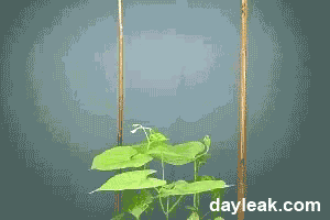 15张植物的生长加速图！画面甚至有点诡异吓人！