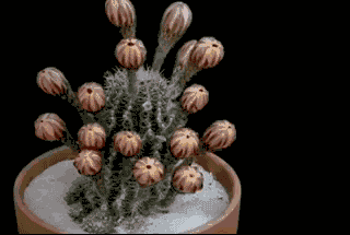 15张植物的生长加速图！画面甚至有点诡异吓人！